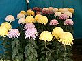 Chrysanthemum x morifolium