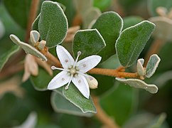 Correa alba: tétramère