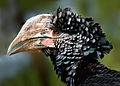 Hornbill (Bucerotidae)