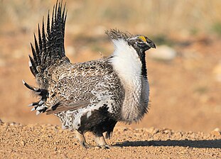 Greater Sage-Grouse (25157668484).jpg