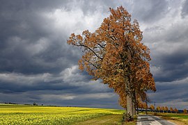 WikiDaheim 2018