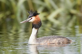 Australasiatisk toppdykker P. c. australis