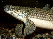 Polypterus weeksii, mit abgespreizten, auf muskulösen Stielen sitzenden Brustflossen