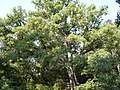Roure cerrioide que és a es:Quercus cerrioides i an:Quercus cerrioides.