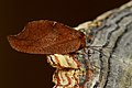Dead leaf moth (Drepanepteryx phalaenoides)