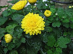 Krysanteemi (Chrysanthemum × grandiflorum)