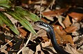 Close up of adult southern black racer, C. c. priapus, showing the iridescence of its scales