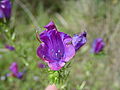 Wegerichblättriger Natternkopf,Natternkopf (Echium plantagineum)