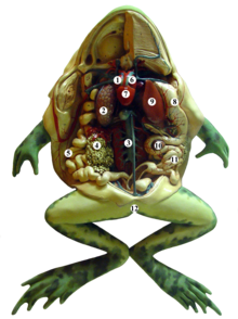 Dissected frog