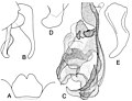 Organele genitale ale speciei Bengalia nirvanella Lehrer 2005.