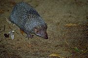 Brown and gray tenrec