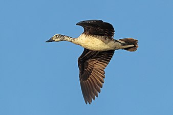 female, Jojawar, India