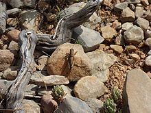 Llagost pedra (Kurtharzia nugatoria) al Parc Natural dels Ports