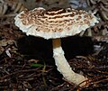 !!Lepiota magnispora!!