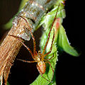 en:Long-jawed orb weaver, en:Metellina, en:Metellina mengei