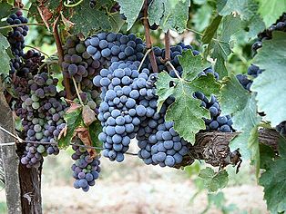 Sangiovese