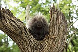 A North American porcupine at the Potawatomi Zoo in September 2019.