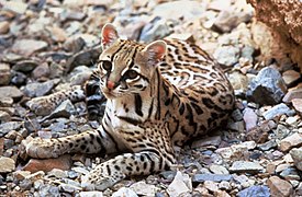 Leopardus pardalis