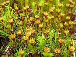 Gametófitos masculinos de Polytrichum strictum com anterídios.