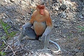 Macaco-narigudo na baía Labuk, Sabah, Borneo.