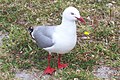 genre Chroicocephalus mouette scopuline