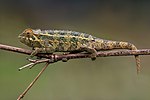 Rough chameleon Trioceros rudis