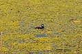 Ruddy duck in a pond near 100 Mile House