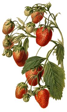 StrawberryWatercolor.jpg