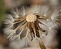 Nažky Taraxacum ceratophorum; Mono County, USA