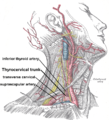 Dype forgreninger af transverse cervikal der løber langs den dorsale scapula