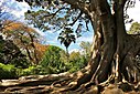 The large Moreton Bay fig is a Champion Tree and one of the largest trees in South Africa.