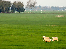 De polder Mastenbroek gezien vanaf de Mastenbroekerdijk