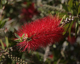 Inflorescence de Callistemon citrinus, myrtacée surnommée « rince-bouteille ». (définition réelle 3 240 × 2 592)