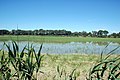 Rice paddy in Camargue