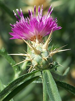 Starainā dzelzene (Centaurea calcitrapa)