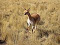 Vicugna vicugna in Jujuy Provincia in Altiplano Argentinano (2011)