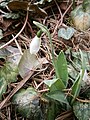 Galanthus elwesii