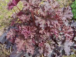 Harsokeijunkukka (Heuchera micrantha)