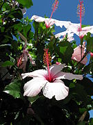 White hibiscus with pink touch