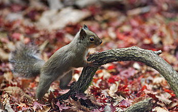 Un écureuil du Japon (Sciurus lis). Les écureuils forment la famille des sciuridés. (définition réelle 1 920 × 1 200)