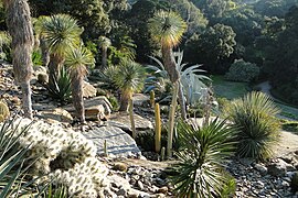 Jardin d'Amérique aride