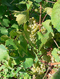 Malvasia