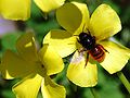 Osmia cornuta Osmiini