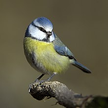 Photograph of a blue tit standing on a twig