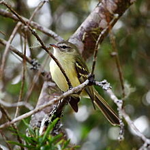 Tyranneau verdin, appelé localement mosqueta corona oliva (Phyllomyias virescens).