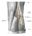Most common formation (type 1) of the sural nerve depicted in the popliteal fossa