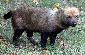 Chien des buissons (Speothos venaticus).