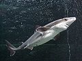 spiny dogfish(Squalus acanthias) found in the subtidal zone[47]