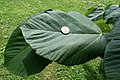 Tilia heterophylla (seu Tilia monticola)