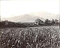 1907年9月9日岱廟西北角廟前的小米地